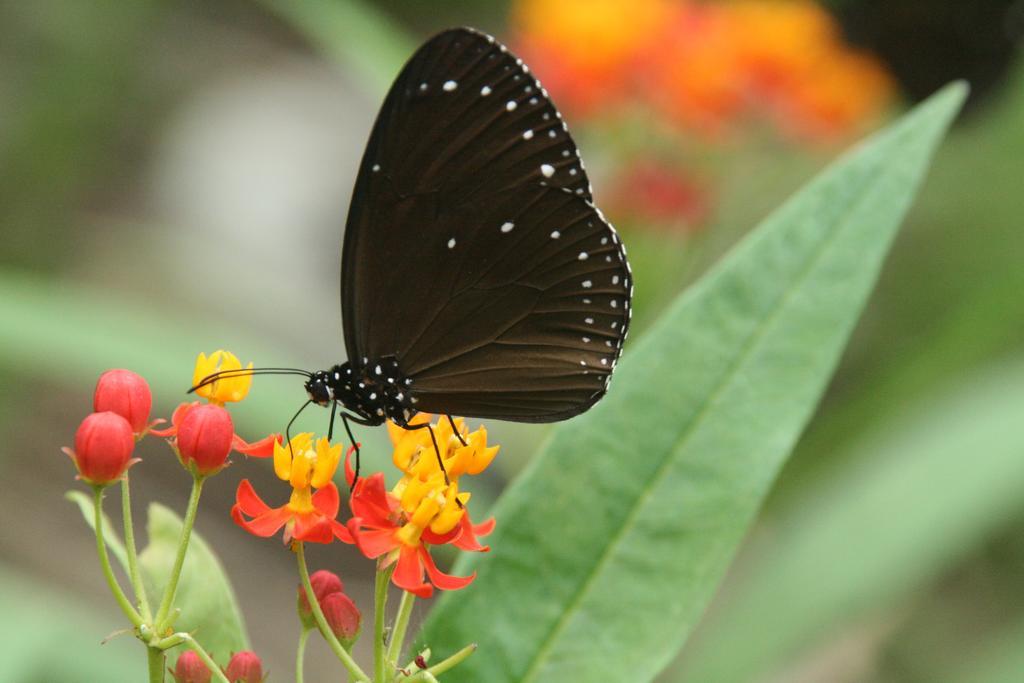 Butterfly B&B Manzhou Exteriör bild