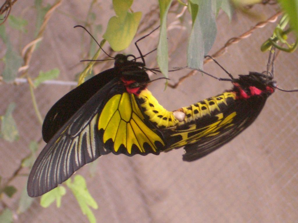 Butterfly B&B Manzhou Exteriör bild